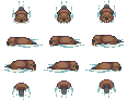 beaver_swim_1.png